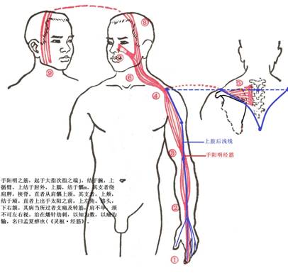 中国整合医学自习室8分钟交流课：薛立功-肌筋膜链与十二经筋的互补